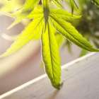 🌿 CBD体験会 🌿　開催✨